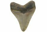 Fossil Megalodon Tooth - North Carolina #225824-1